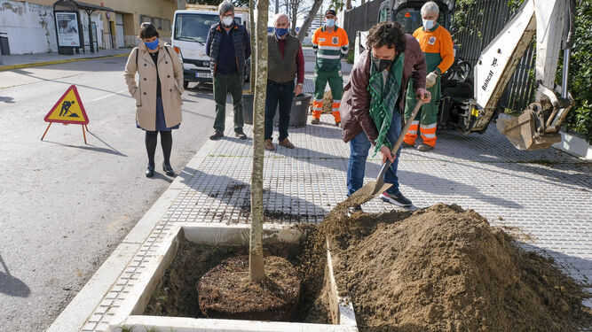 El alcalde de Cádiz plantando un árbol en Puntales este miércoles.
