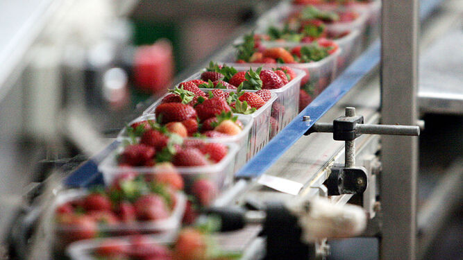 Cadena de envasado de fresas en una empresa en Palos de la Frontera.