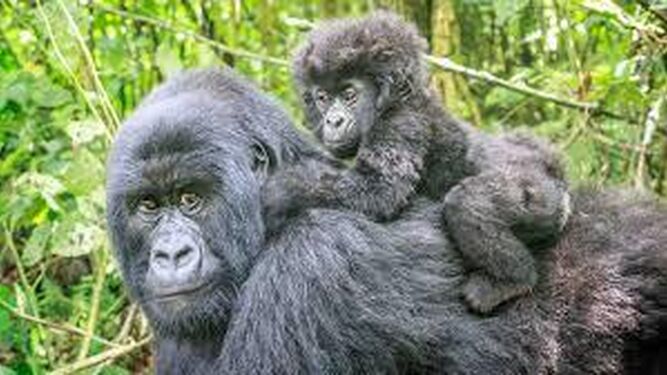 Dos gorilas de montaña en una reserva ugandesa