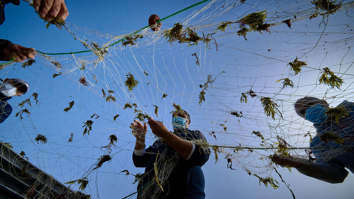 Pescadores quitando alga asiática de sus redes en el puerto de Conil.