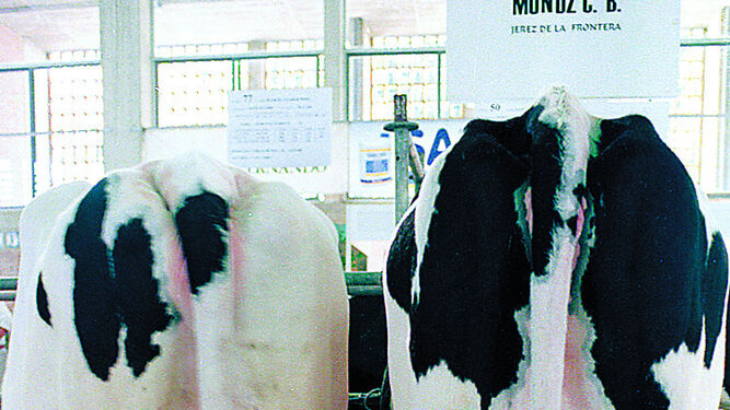 Vacas retinta, a la izquierda, y frisona, a la derecha, en Fegasur (Jerez).