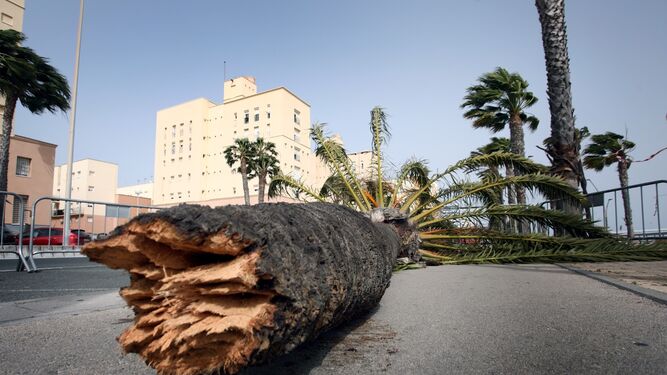 Una palmera caída por el fuerte viento en Cádiz.