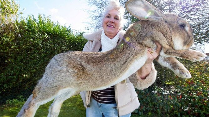 Roban al conejo más grande del mundo