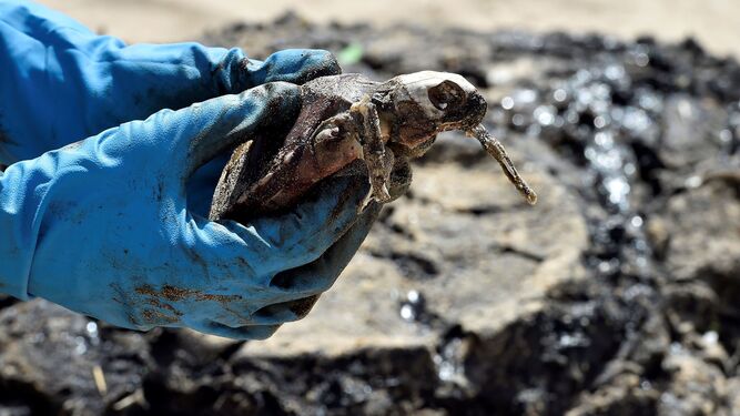 Un activista sostiene una tortuga muerta como consecuencia de un vertido.