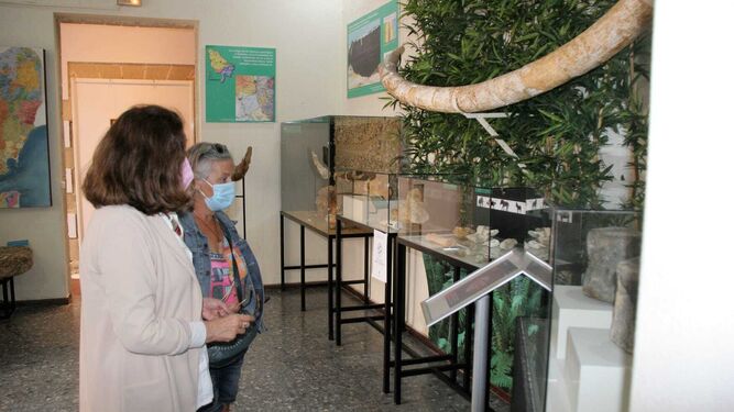 La colección de piezas Paleontológicas ha sido ampliada en la sede del museo de la calle Pagador.