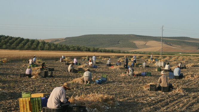 Trabajadores recogiendo ajos en la provincia de Córdoba.