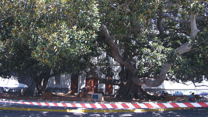 El emblemático árbol afectado, en una imagen de archivo.