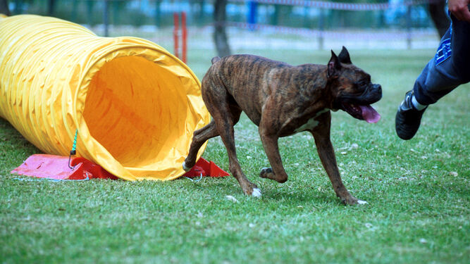 Un perro juega libremente en un parque de Sevilla