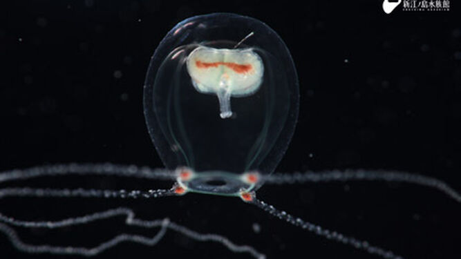 Identifican una nueva especie de medusa: la wataboshi