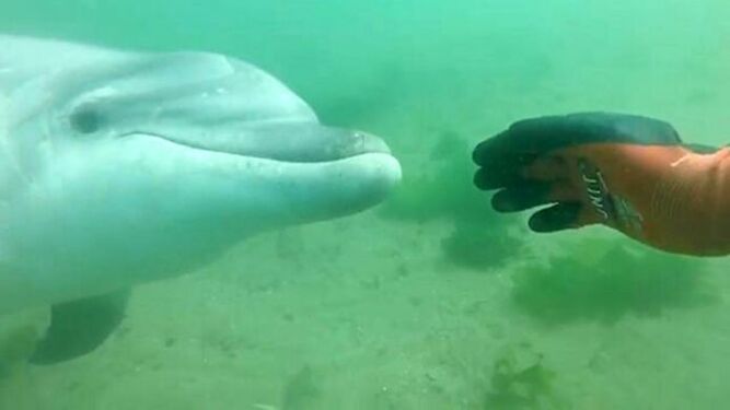 El delfín Manoliño: el paso de una bonita historia a causar serios problemas con los navalleiros