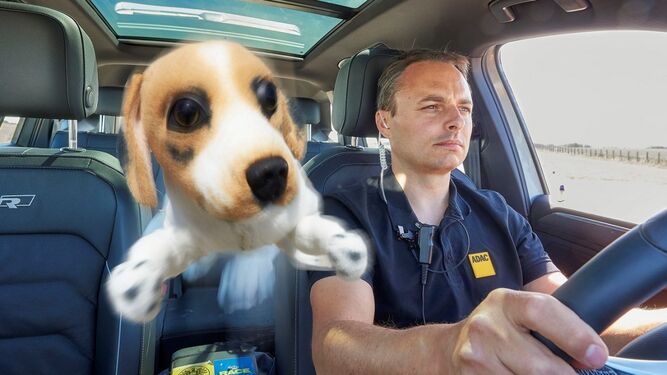 DGT: dónde y cómo llevar a tu mascota en el coche este verano
