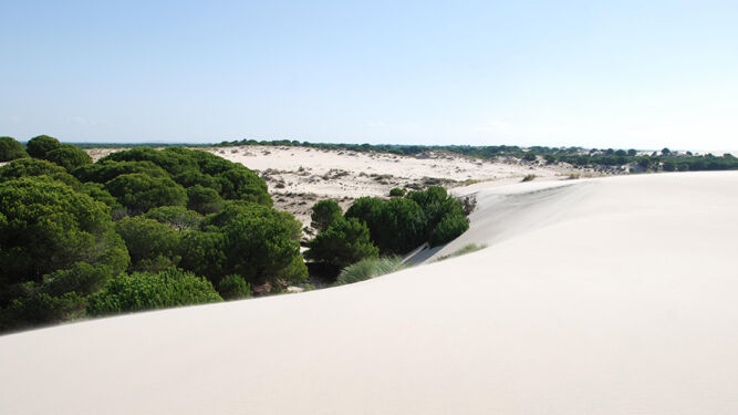 Dunas en el Parque Nacional de Doñana.