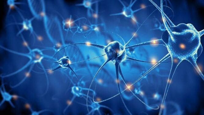 Hallan una neurona cerebral desconocida hasta ahora que nos ayuda a orientarnos