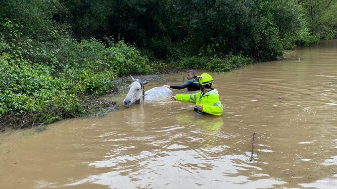 Un agente del GEAS y un bombero rescatando un caballo atrapado por las inundaciones de Los Barrios.