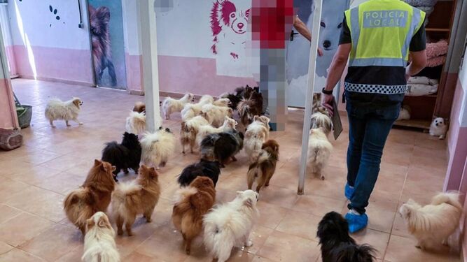Localizan un criadero ilegal en Elche con 137 perros de raza