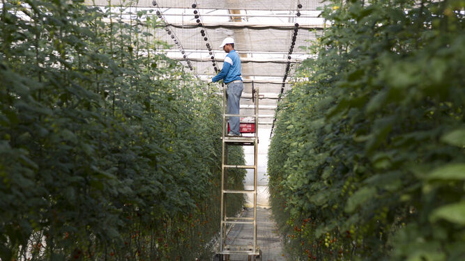 Un trabajador realizando sus labores en un invernadero.