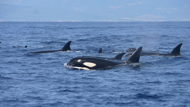 Orcas en el Estrecho, en una imagen de archivo.