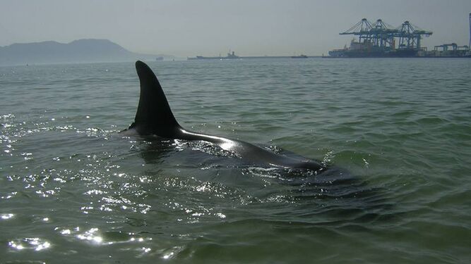 Una orca, avistada en aguas del Estrecho.