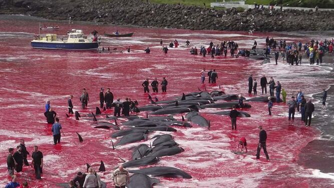 Abusiva matanza de delfines en las Islas Feroe en una sola noche