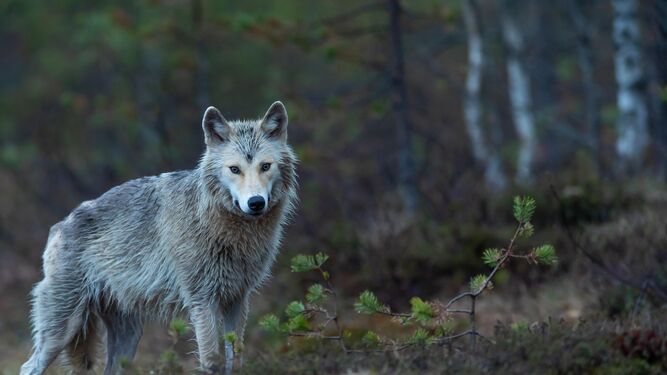 Cazar lobos estará prohibido en toda España a partir de mañana