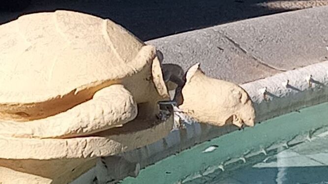 Una de las tortugas que ha aparecido con su cabeza rota.