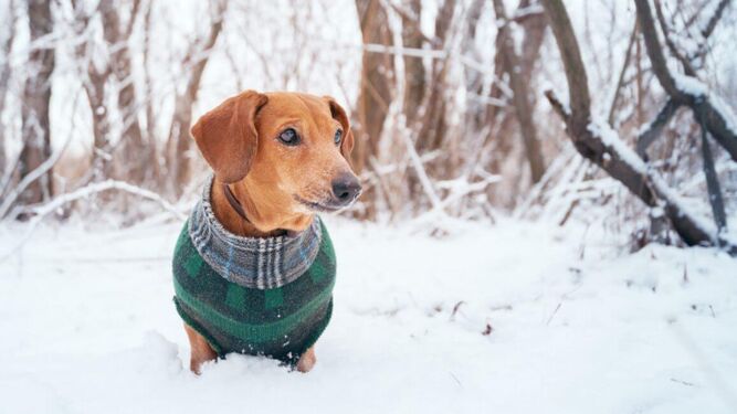 Claves para detectar si tu perro tiene frío