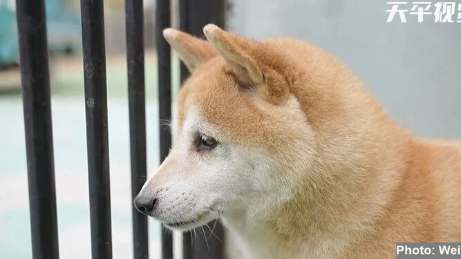 Pagan más de 20000 euros por un perro abandonado en una subasta en China