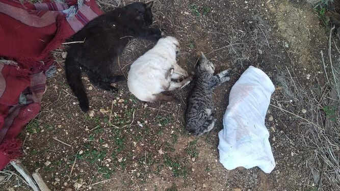 Una de las fotos de los gatos envenenados a las que hace referencia Podemos.