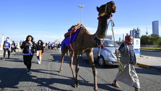 Arabia Saudí descalifica 43 camellos de concurso de belleza por llevar bótox