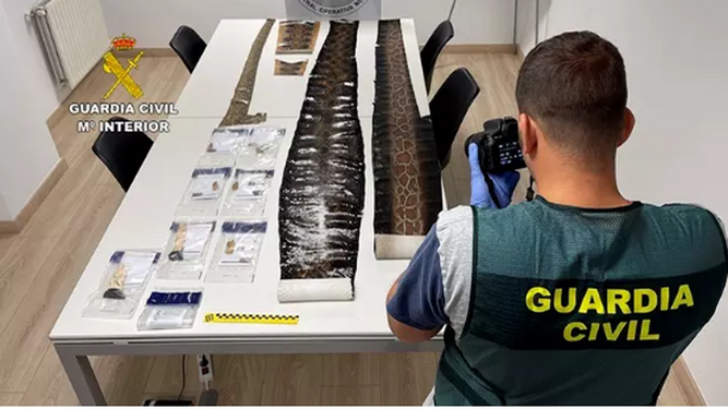 Recuperan 100 piezas de marfil, pieles de serpientes y lagartos dispuestos para su venta ilegal en Euskadi