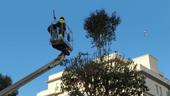 Operarios de parques y jardines podando un árbol en la ciudad.