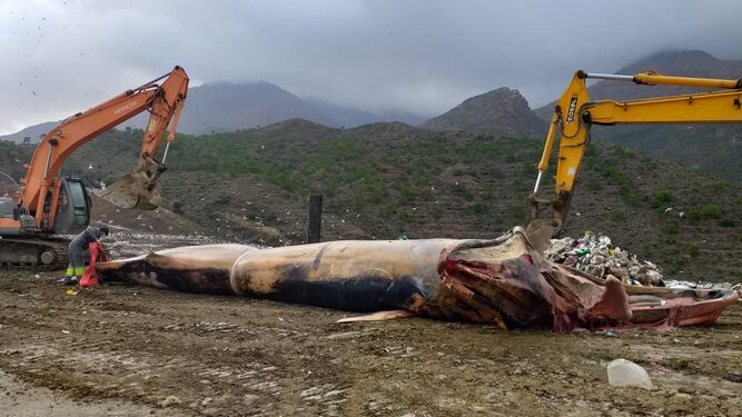 Depositan en un vertedero los restos de la ballena de Estepona