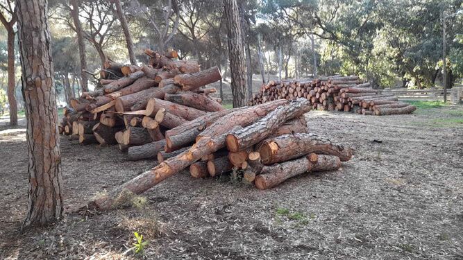 Troncos de pinos talados por la Junta en las Dunas de San Antón.
