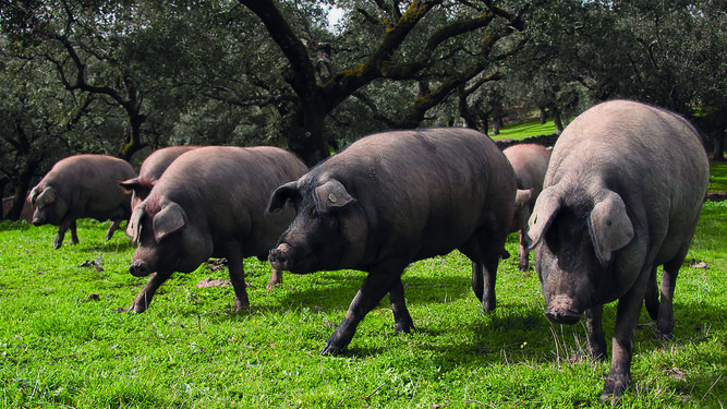 La carne de cerdo ibérica, a prueba de cambios climáticos