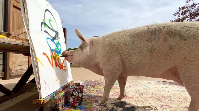 El cerdo ‘Pigcasso’ elabora una de sus preciadas obras de arte en su refugio.