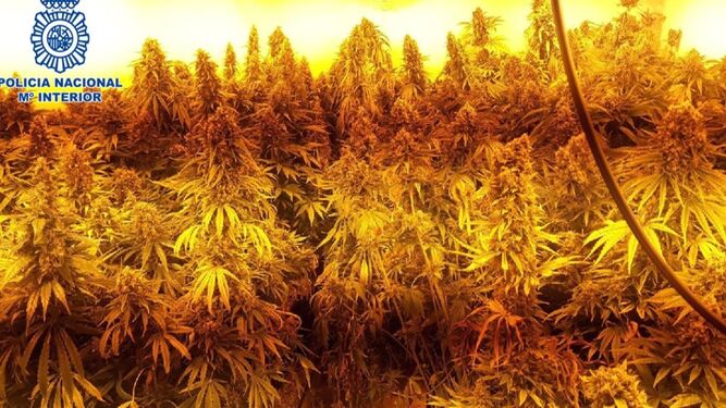 Una foto de archivo de una plantación de marihuana.
