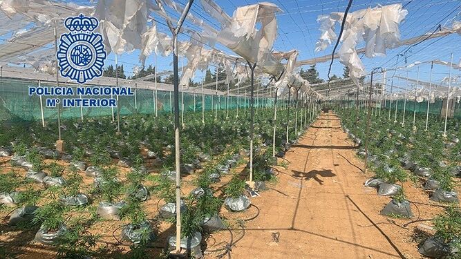 Desmantelados en Conil tres invernaderos con 20.000 plantas de marihuana