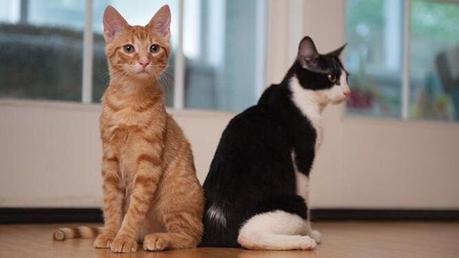 Los gatos reconocen los nombres de otros gatos y humanos, según un estudio