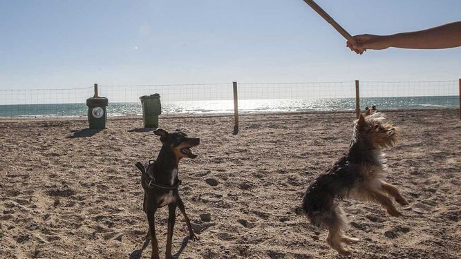 Playas que admiten perros en Andalucía este verano