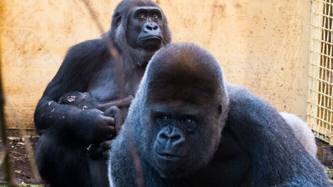 Proyecto Gran Simio denuncia traslado de gorila de Cabárceno a zoo de Praga