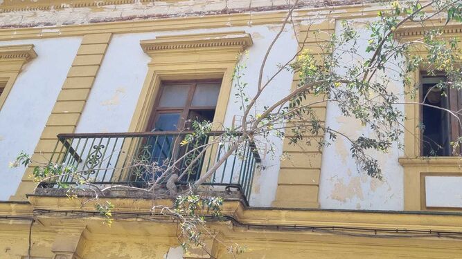 Hasta árboles salen de los balcones y ventanas de la Casa de la Aduana.