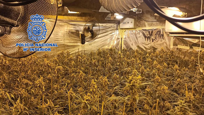 Una de las plantaciones indoor de marihuana desmantelada en Sanlúcar.