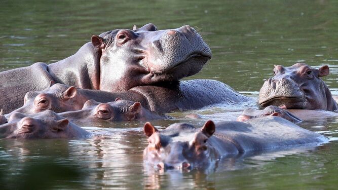 Los hipopótamos de Pablo Escobar no paran de reproducirse y ya son más de 130 ejemplares
