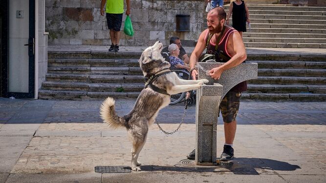 Una persona refresca a su perro en Cádiz.