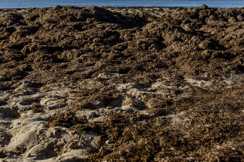 El alga asi&aacute;tica invade de nuevo la playa de Los Ca&ntilde;os de Meca