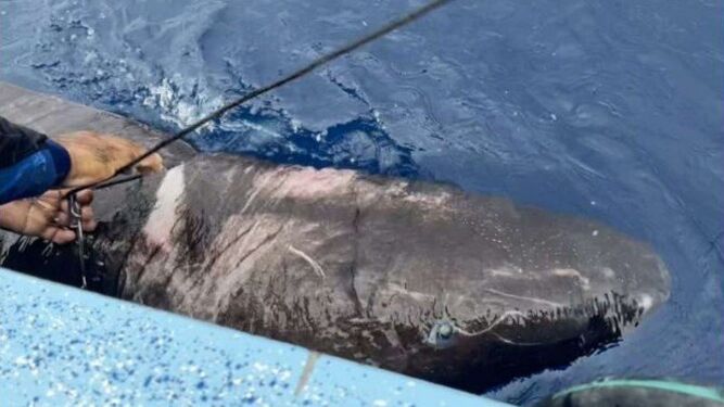 Encuentran en el Caribe al tiburón ciego más viejo del mundo que vive en el Ártico