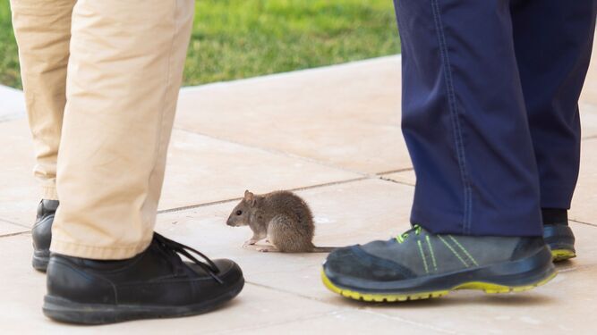 Una imagen de un roedor, inmóvil ante la presencia humana.