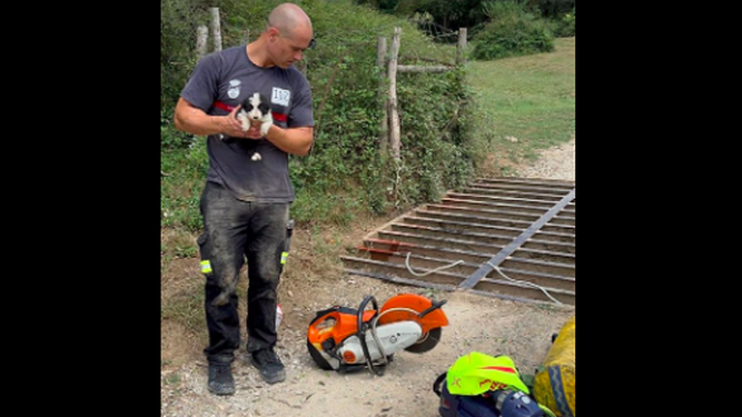 Rescatado un cachorro de border collie caído en un paso canadiense en el Monte Tejas (Cantabria)