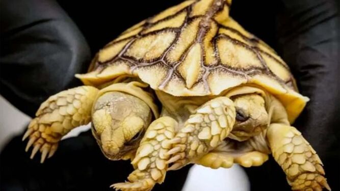 Nace la primera tortuga siamesa con dos cabezas en la historia de los Países Bajos