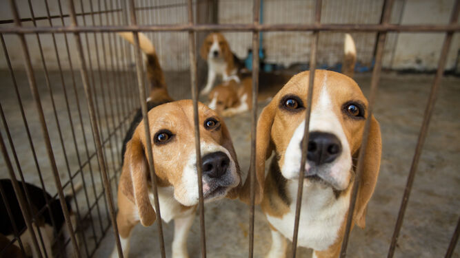Rescatan de un criadero a 4000 beagles que iban a ser usados para experimentos y ahora buscan un hogar